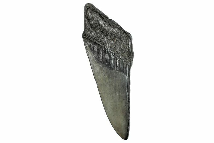 Partial Megalodon Tooth - South Carolina #248421